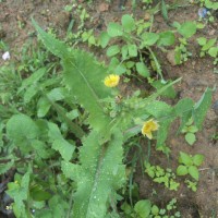 <i>Sonchus asper</i>  (L.) Hill